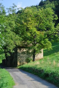 Lungo-il-sentiero-del-castagno-copia