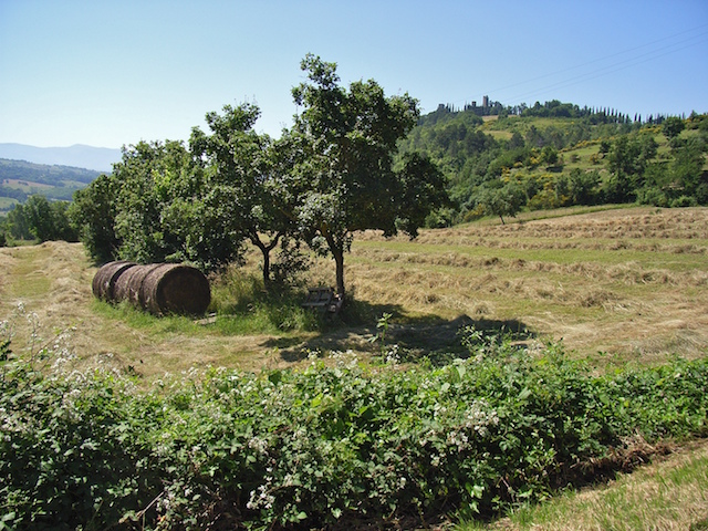 Campagna casentina (1)