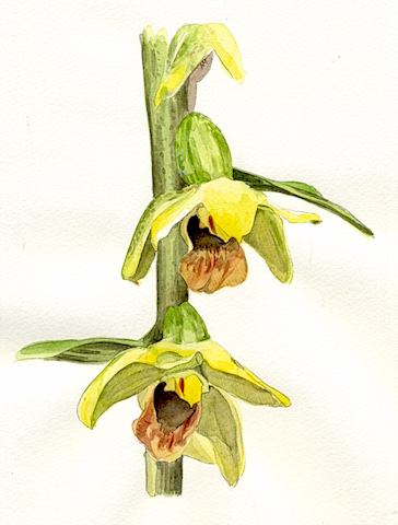 Epipactis.orchidea
