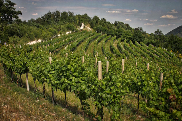 Vigne Monte Fasolo