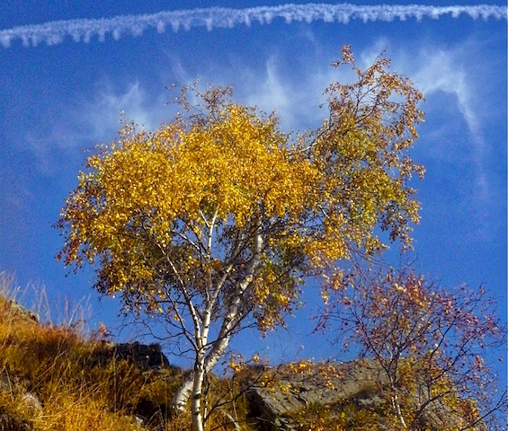 Verso P.so Folungo.betulla