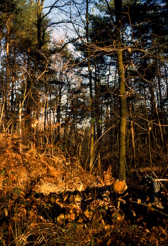 Boschi di Tradate'91