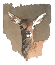 cervo