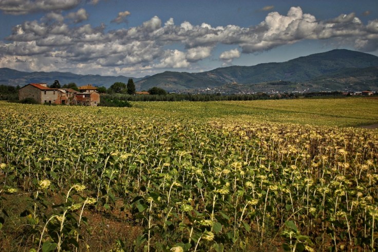 bonifica-v-di-chiana5