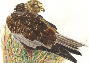 Falco di palude