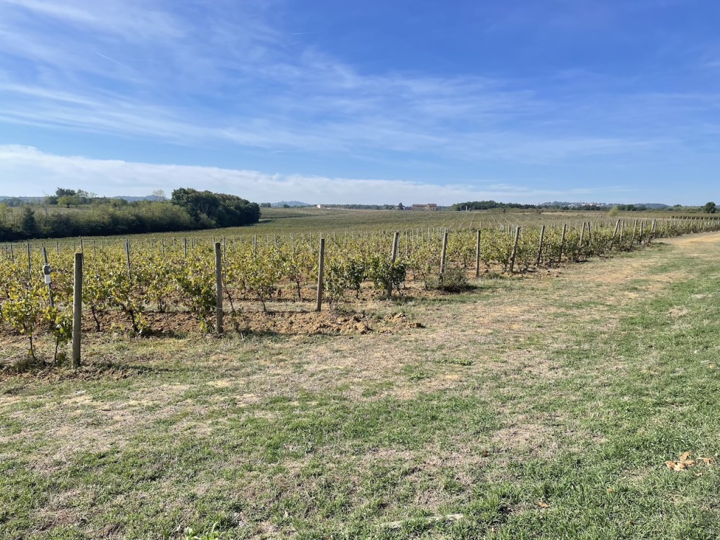 Vista di un vigneto esteso sotto un cielo blu, con filari di viti allineati e una leggera collina sullo sfondo.