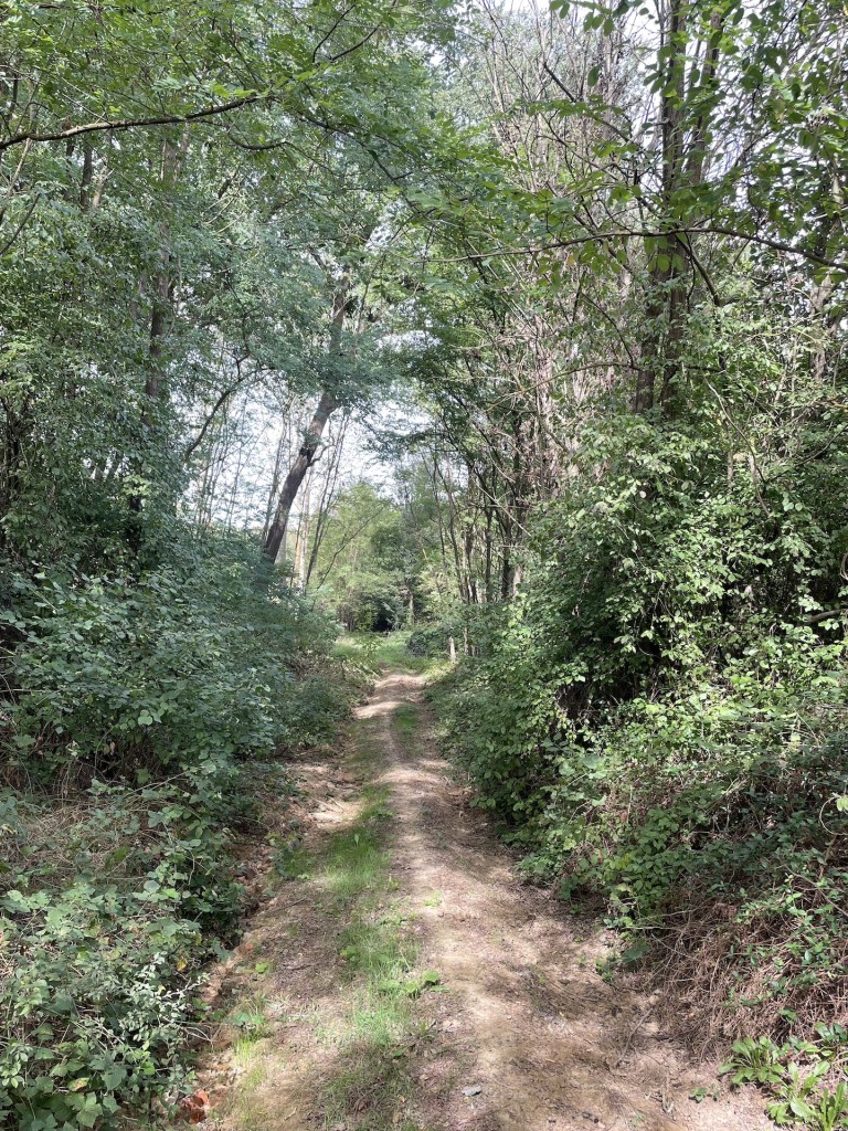 Un sentiero terrestre circondato da alberi e vegetazione verdeggiante.